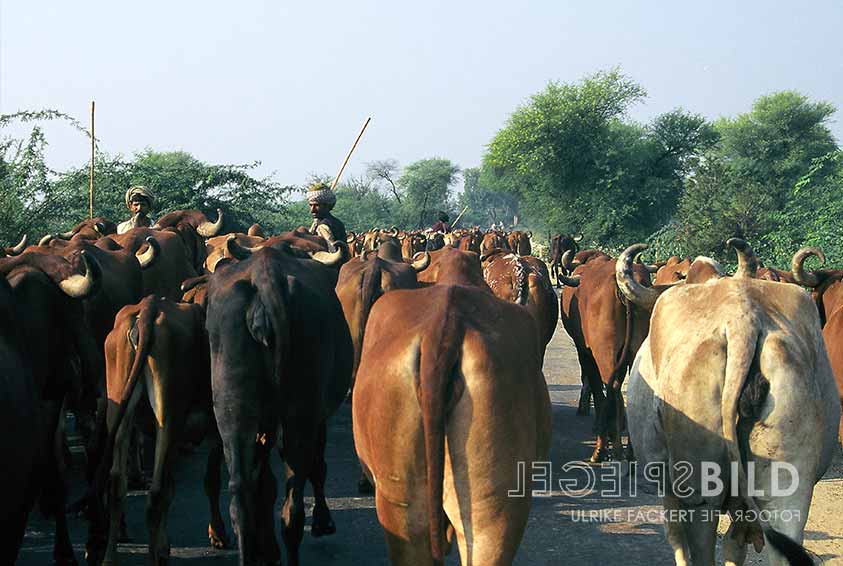 indien07