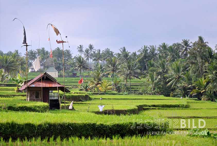 indonesien17