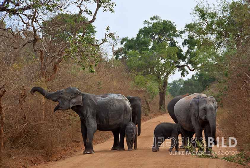 srilanka03