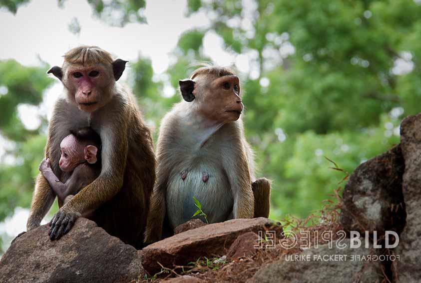 srilanka14